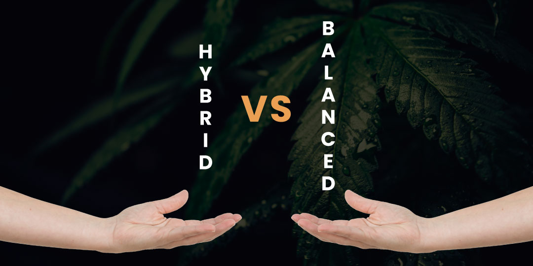 Hybrid vs. Balanced Cannabis