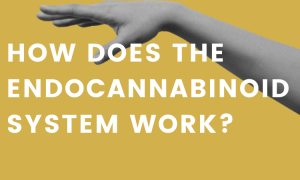 How does the endocannabinoid system work?