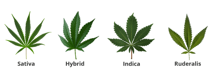 types of cannabis leaves
