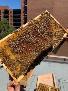 Alvéole Bee-Keeping & The Hunny Pot Toronto