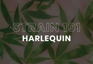 Cannabis Strain