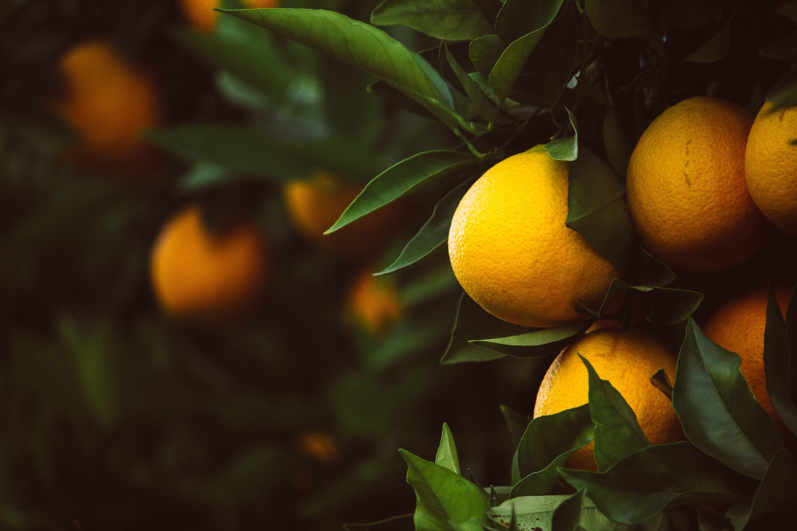 lemon flavour of terpene limonene in cannabis