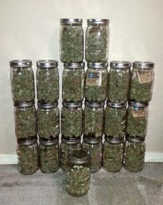 harvested cannabis in glass jars