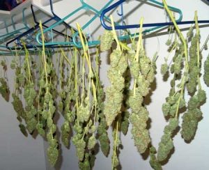 hanging cannabis ready to harvest