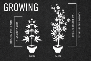 Growth and Physical Characteristics of Sativa vs Indica Cannabis