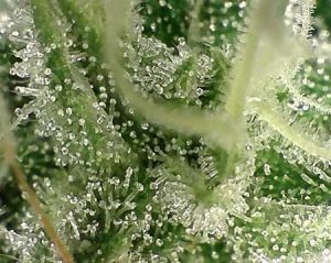 milky trichomes