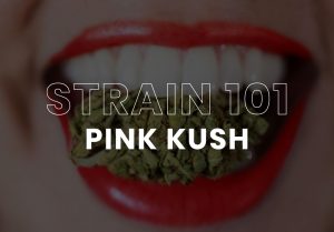 Cannabis Strain Pink Kush