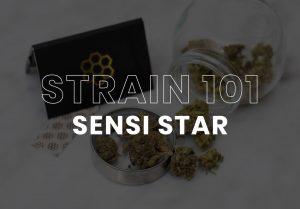 Sensi Star Cannabis